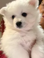 Bubbles , a female American Eskimo for sale in Saratoga, CA – Photo 5 of 7