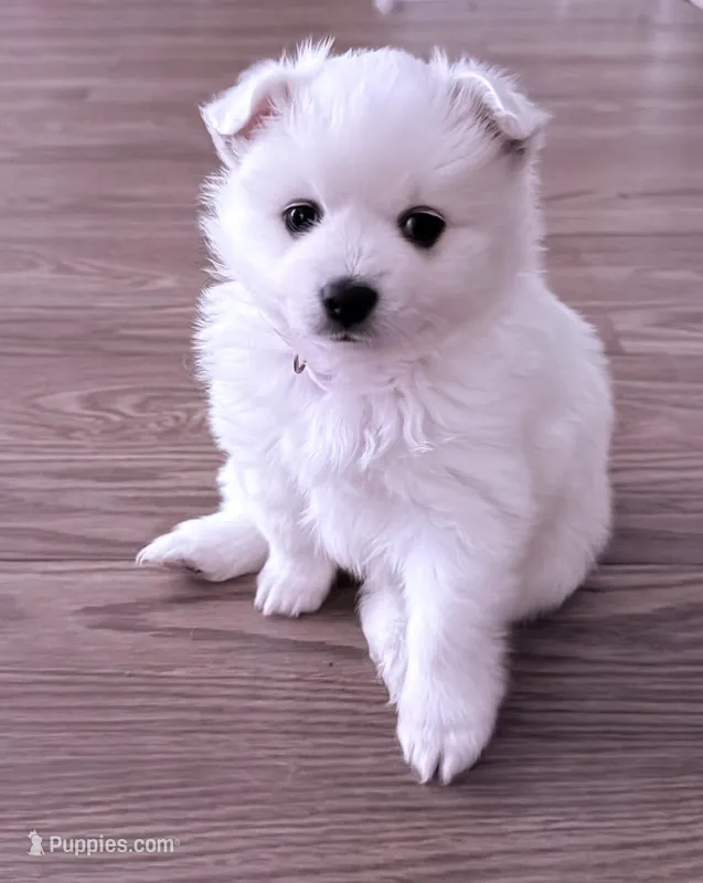 Bubbles  – American Eskimo puppy for sale in Saratoga, CA