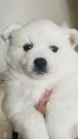 Bubbles , a female American Eskimo for sale in Saratoga, CA – Photo 7 of 7