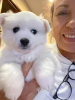 Bubbles , a female American Eskimo for sale in Saratoga, CA – Photo 6 of 7
