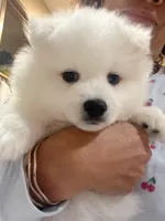 Bubbles , a female American Eskimo for sale in Saratoga, CA – Photo 4 of 7