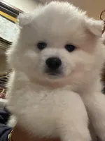 Blossom , a female American Eskimo for sale in Saratoga, CA – Photo 5 of 6