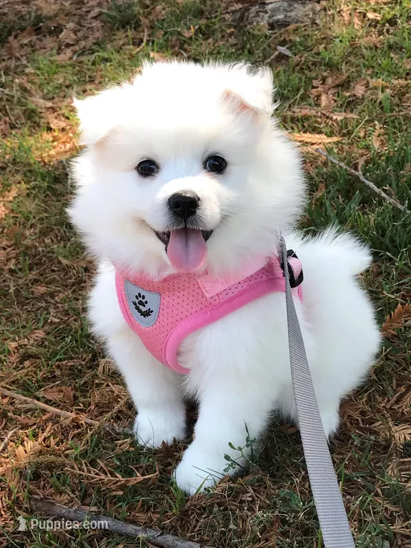 Blossom  – American Eskimo puppy for sale in Saratoga, CA