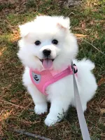 Blossom , a female American Eskimo for sale in Saratoga, CA – Photo 1 of 6