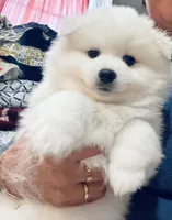 Bubbles , a female American Eskimo for sale in Saratoga, CA – Photo 6 of 8