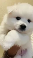 Sky, a female American Eskimo for sale in Saratoga, CA – 3 of 6