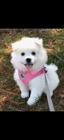 Sky, a female American Eskimo for sale in Saratoga, CA – 6 of 6