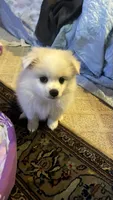Chiquis , a female American Eskimo for sale in Saratoga, CA – 8 of 9