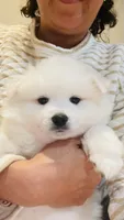 Sky, a female American Eskimo for sale in Saratoga, CA – 5 of 6