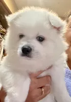 Luna, a female American Eskimo for sale in Saratoga, CA – Photo 7 of 7