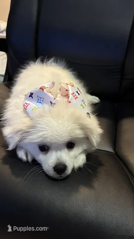 Chiquita  – American Eskimo puppy for sale in Saratoga, CA
