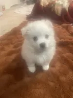 Sky, a female American Eskimo for sale in Saratoga, CA – 2 of 4
