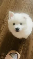 Smush , a female American Eskimo for sale in Saratoga, CA – 3 of 7