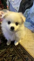 Chiquis , a female American Eskimo for sale in Saratoga, CA – 9 of 9