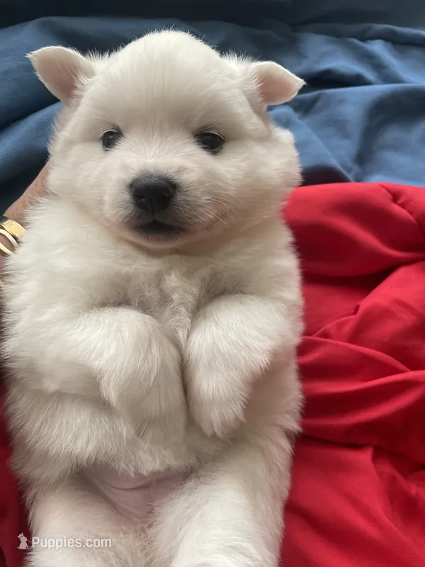 Sky – American Eskimo puppy for sale in Saratoga, CA