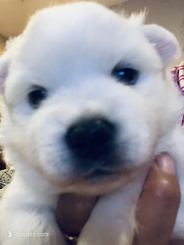 Lola – American Eskimo puppy for sale in Saratoga, CA