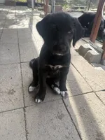 Purple collar - Athena , a female German Shepherd Dog and Labrador Retriever for sale in Sparks, NV – 3 of 6