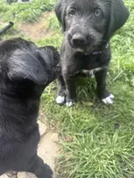 Purple collar - Athena , a female German Shepherd Dog and Labrador Retriever for sale in Sparks, NV – 5 of 6