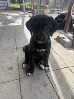 Purple collar - Athena , a female German Shepherd Dog and Labrador Retriever for sale in Sparks, NV – 2 of 6