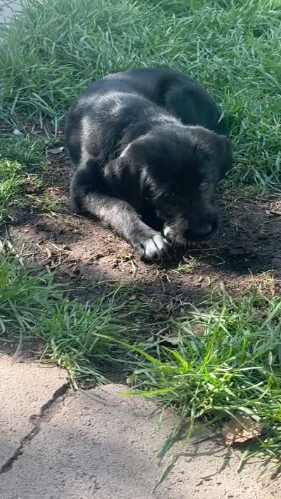 Purple collar - Athena , a female German Shepherd Dog and Labrador Retriever for sale in Sparks, NV – 6 of 6
