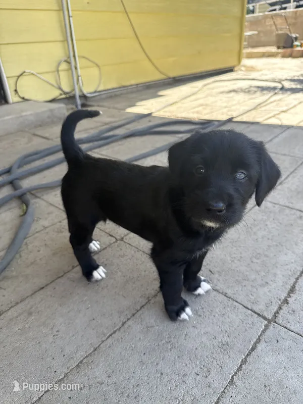 Purple collar - Athena  – German Shepherd Dog, Labrador Retriever puppy for sale in Sparks, NV