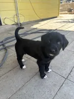 Purple collar - Athena , a female German Shepherd Dog and Labrador Retriever for sale in Sparks, NV – 1 of 6