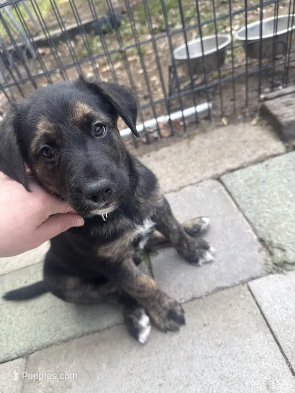 Green Collar - Dennis the Menace  – German Shepherd Dog, Siberian Husky puppy for sale in Sparks, NV