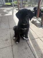 Purple collar - Athena , a female German Shepherd Dog and Labrador Retriever for sale in Sparks, NV – 4 of 6