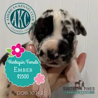 Ember, a female Great Dane for sale in Bon Aqua, TN – Photo 2 of 2