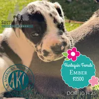 Ember, a female Great Dane for sale in Bon Aqua, TN – Photo 1 of 2