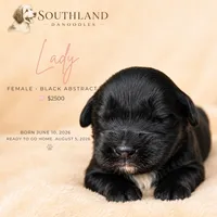 Lady, a female Great Dane and Poodle - Standard  for sale in Bon Aqua, TN – 2 of 2