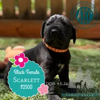 Scarlett, a female Great Dane for sale in Bon Aqua, TN – 2 of 3