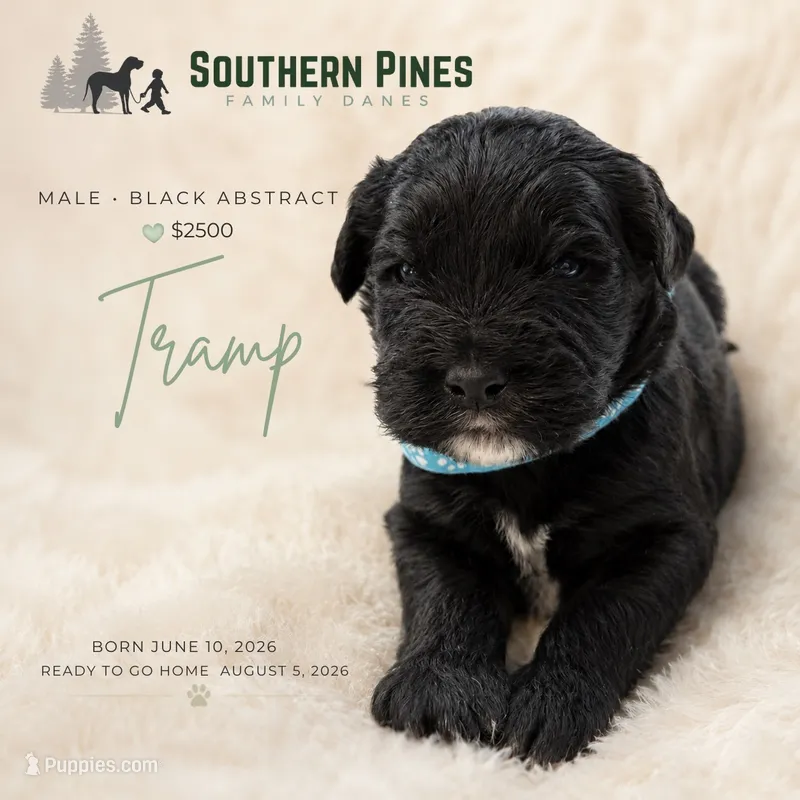 Tramp – Great Dane, Poodle - Standard  puppy for sale in Bon Aqua, TN