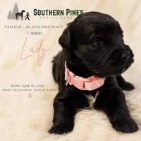 Lady, a female Great Dane and Poodle - Standard  for sale in Bon Aqua, TN – 1 of 2
