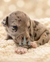 Nova, a female Great Dane for sale in Bon Aqua, TN – 4 of 4