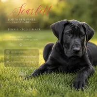 Scarlett, a female Great Dane for sale in Bon Aqua, TN – 1 of 3