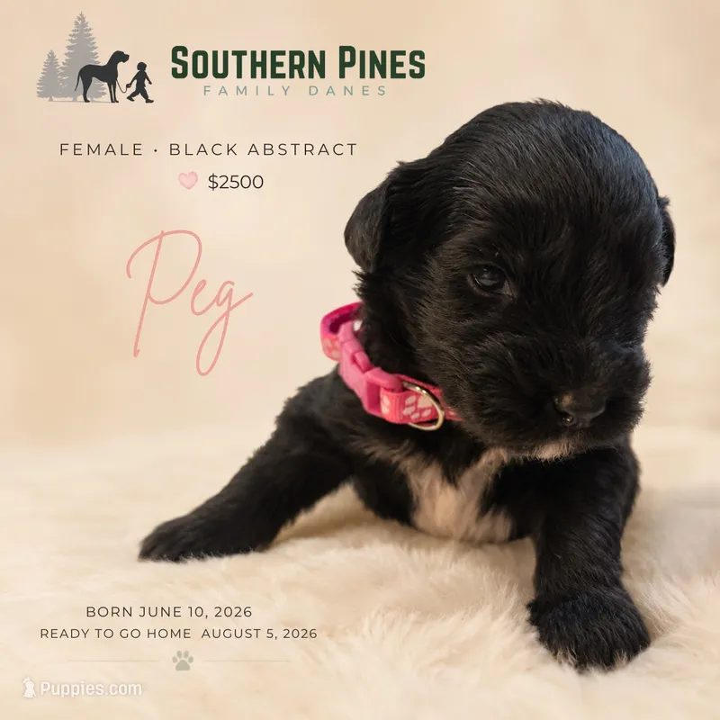 Peg – Great Dane, Poodle - Standard  puppy for sale in Bon Aqua, TN
