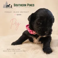 Peg, a female Great Dane and Poodle - Standard  for sale in Bon Aqua, TN – 1 of 2