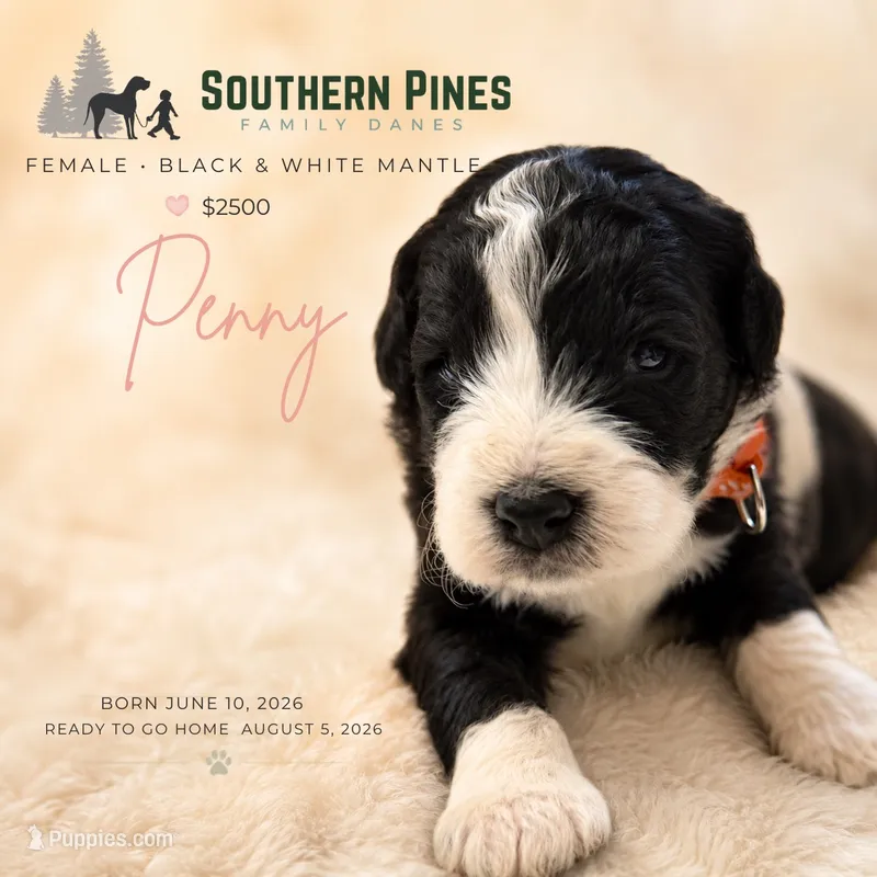 Pongo – Great Dane, Poodle - Standard  puppy for sale in Bon Aqua, TN