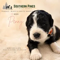 Pongo, a male Great Dane and Poodle - Standard  for sale in Bon Aqua, TN – 1 of 2