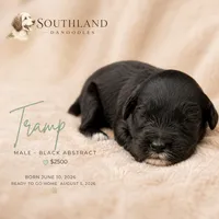 Tramp, a male Great Dane and Poodle - Standard  for sale in Bon Aqua, TN – 2 of 2