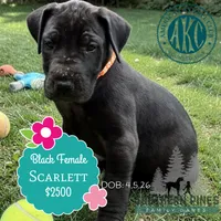 Scarlett, a female Great Dane for sale in Bon Aqua, TN – 3 of 3