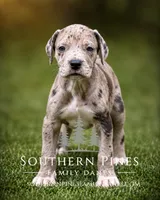 Nova, a female Great Dane for sale in Bon Aqua, TN – 3 of 4