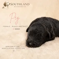 Peg, a female Great Dane and Poodle - Standard  for sale in Bon Aqua, TN – 2 of 2