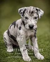 Celeste, a female Great Dane for sale in Bon Aqua, TN – 2 of 4
