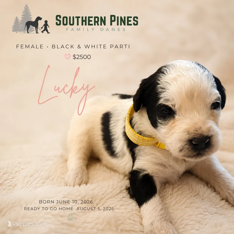 Lucky – Great Dane, Poodle - Standard  puppy for sale in Bon Aqua, TN