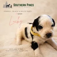 Lucky, a female Great Dane and Poodle - Standard  for sale in Bon Aqua, TN – 1 of 2