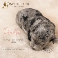 Perdita, a female Great Dane and Poodle - Standard  for sale in Bon Aqua, TN – 2 of 2