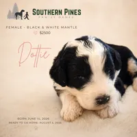 Dottie, a female Great Dane and Poodle - Standard  for sale in Bon Aqua, TN – 1 of 2