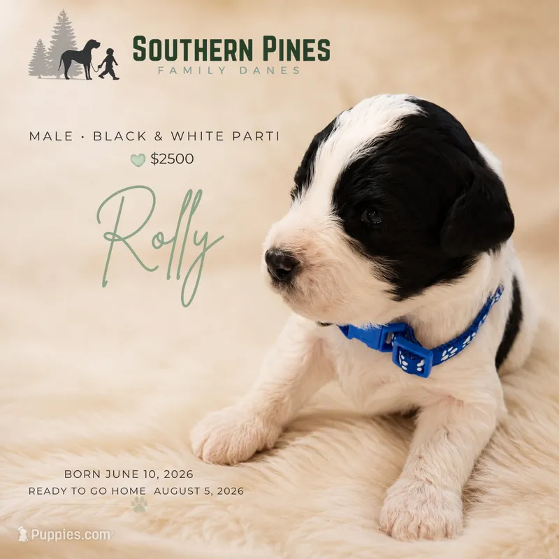Rolly – Great Dane, Poodle - Standard  puppy for sale in Bon Aqua, TN